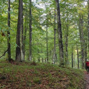 Vita nei boschi, in cammino con H.D. Thoreau