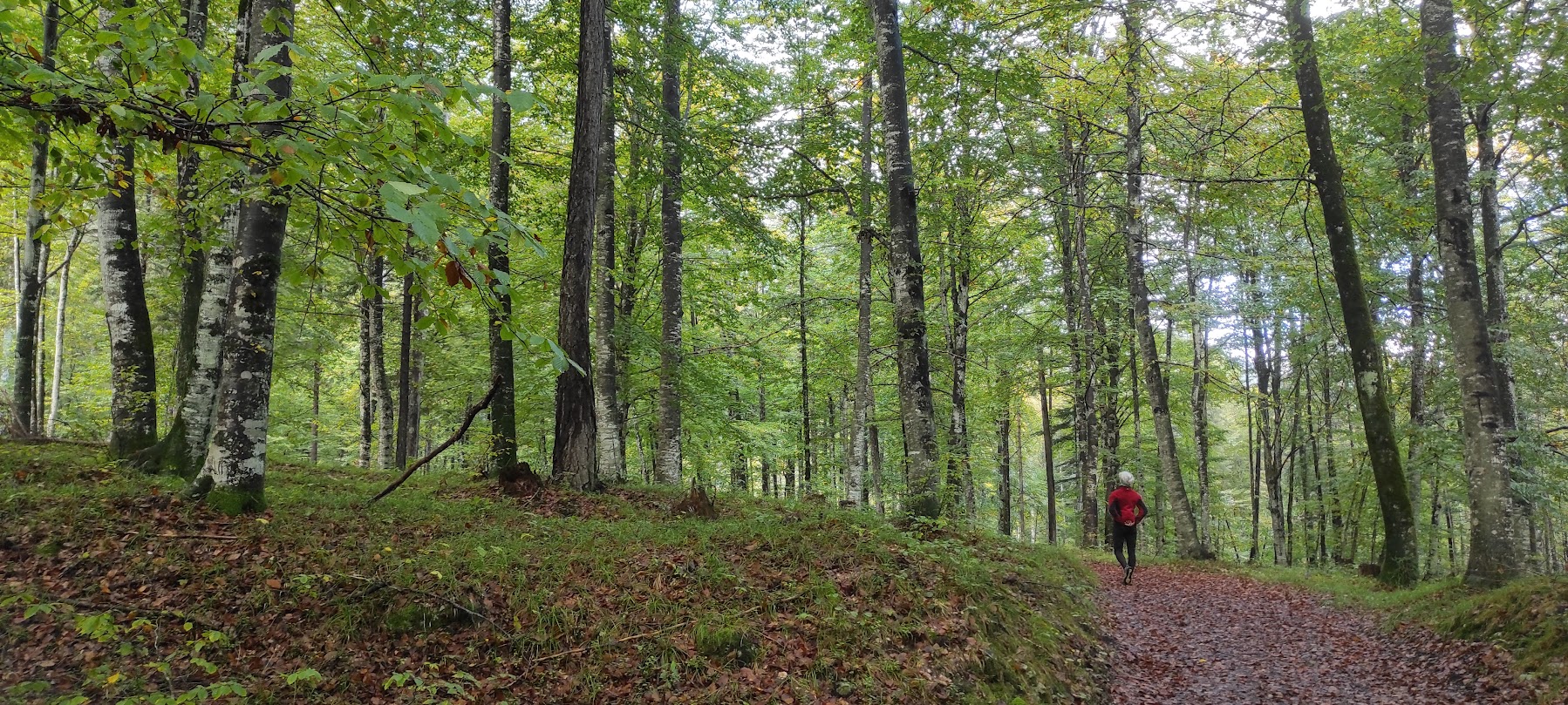 Vita nei boschi, in cammino con H.D. Thoreau